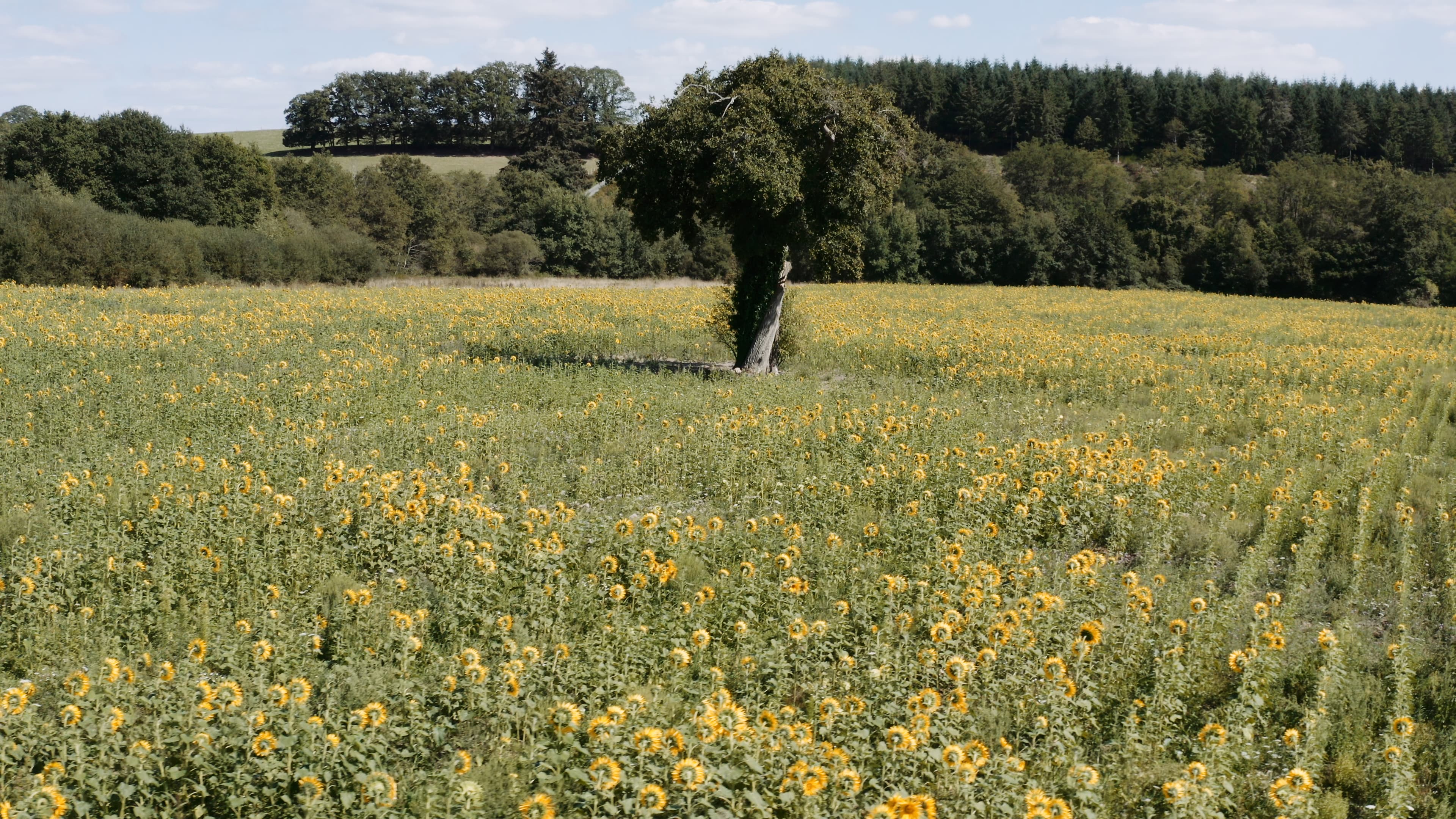 Sunflower fields in the Limousin countryside