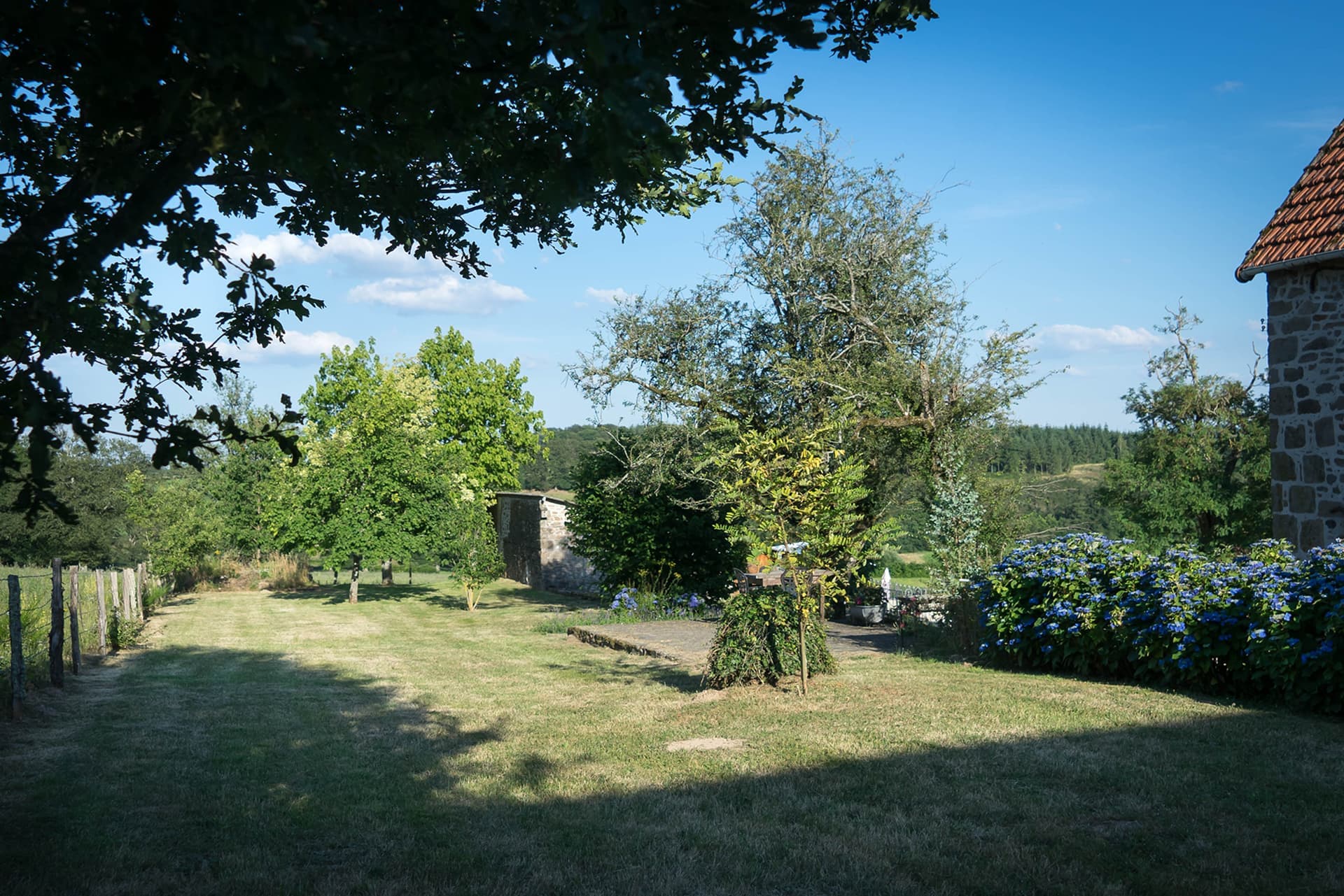 Sunflower fields and a lone tree in the golden Limousin countryside