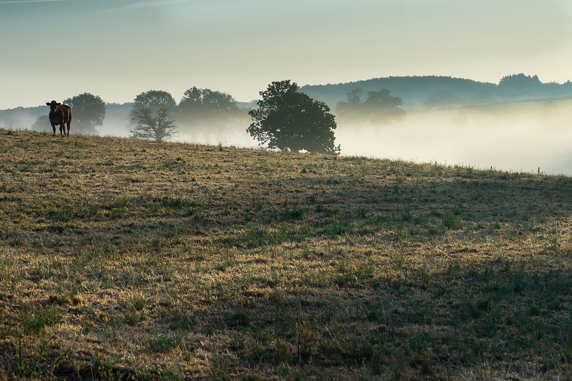 Morning mist in the Limousin valley with a cow on the hillside